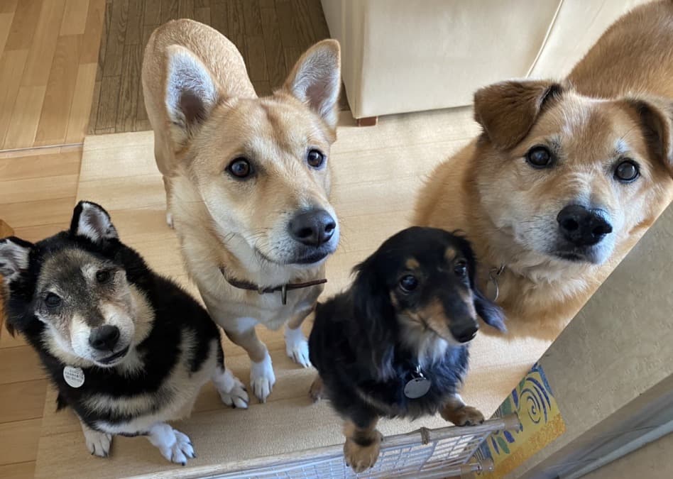 老犬たちの最後の幸せを作りたい