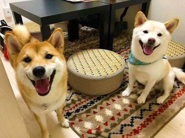 猫や犬を保護するようなカフェ兼ゲストハウスを作りたい。